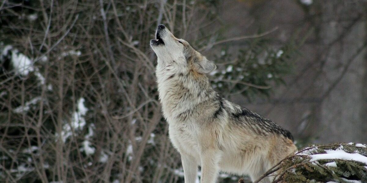 Lupul care a atacat o femeie în Germania a fost eliberat în natură, eutanasierea sau rezervația fiind considerate imposibile din motive juridice și practice
