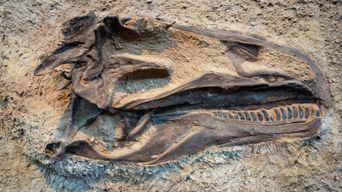Molecule organice, descoperire șoc în fosile de dinozaur