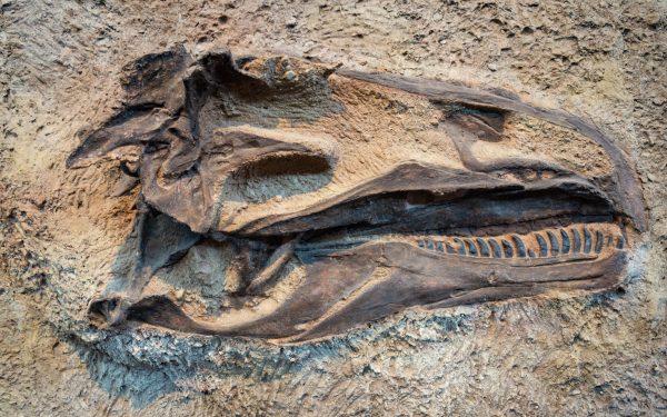 Molecule organice, descoperire șoc în fosile de dinozaur