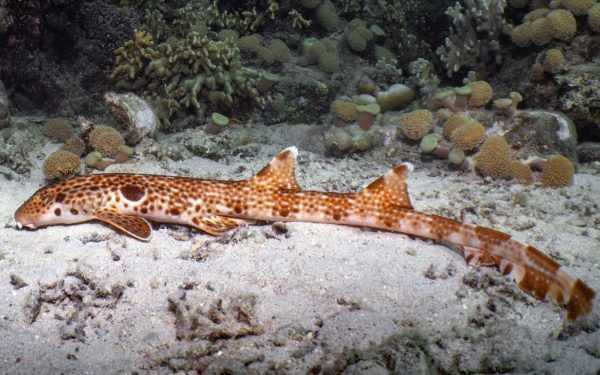 Rechin "mergător": Ce supranume a primit noua specie