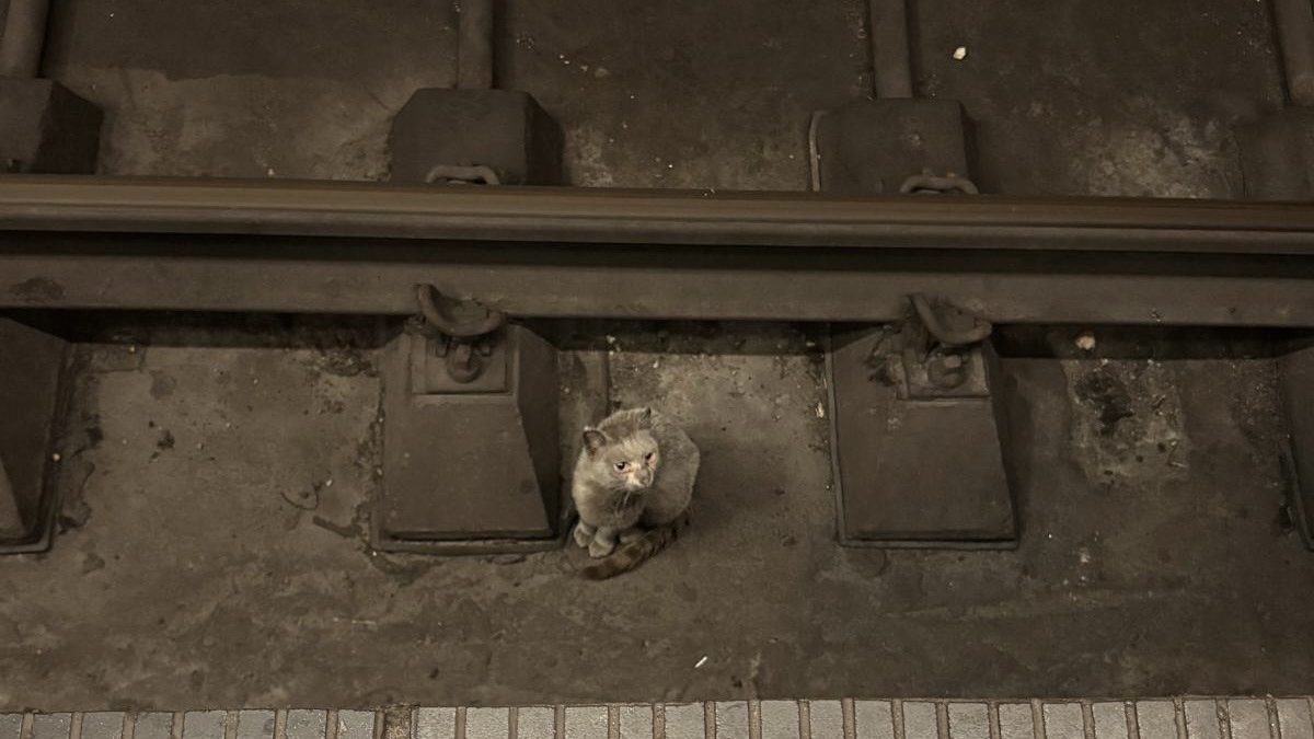 Pisică salvată din tunelul de metrou. Imagini uimitoare