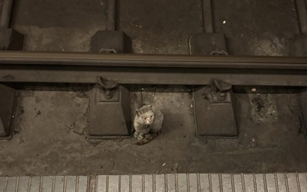 Pisică salvată din tunelul de metrou. Imagini uimitoare