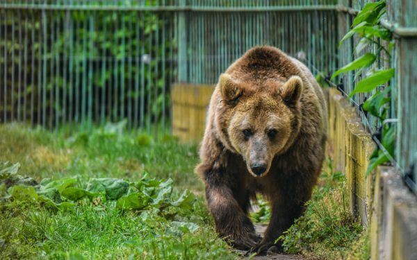 Ursoaică ucisă în Brașov. Mama cu pui, retrasă în pădure