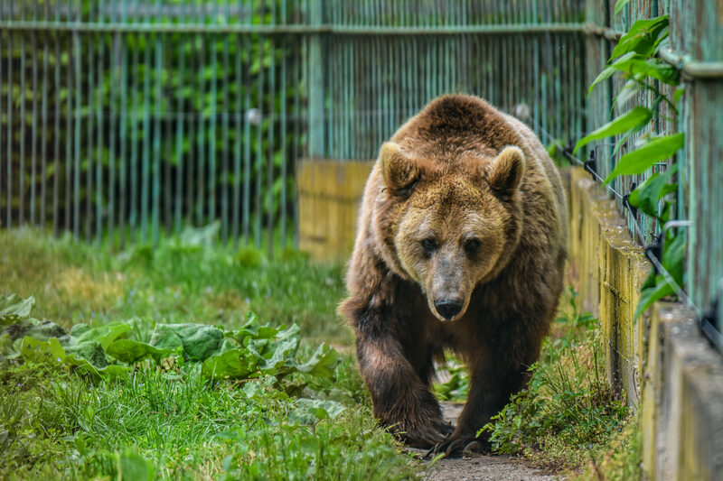 Ursoaică ucisă în Brașov. Mama cu pui, retrasă în pădure