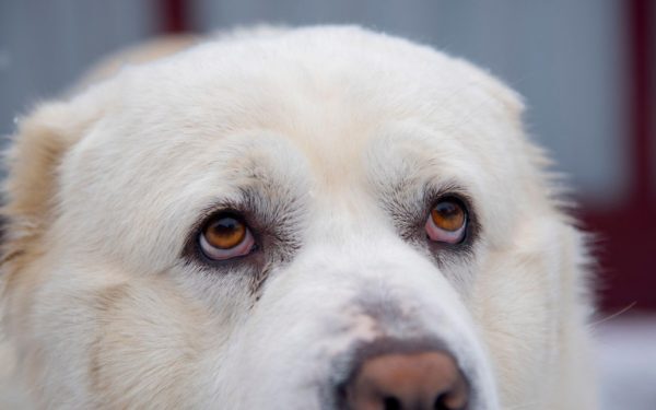 Bărbat amendat cu 12.000 lei după ce a abandonat câinele adoptat cu o săptămână în urmă