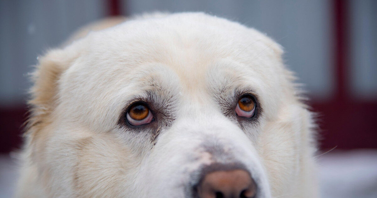 Bărbat amendat cu 12.000 lei după ce a abandonat câinele adoptat cu o săptămână în urmă