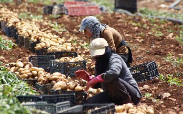 Războiul amenință mâncarea lumii: sistemul alimentar se prăbușește