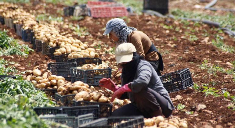 Războiul amenință mâncarea lumii: sistemul alimentar se prăbușește