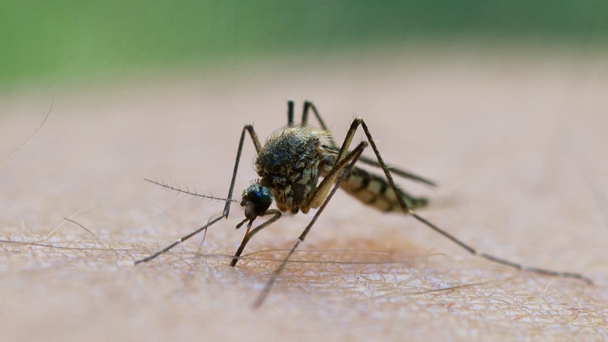 Grecia în Alertă: Val Nou de West Nile Lovește Atena