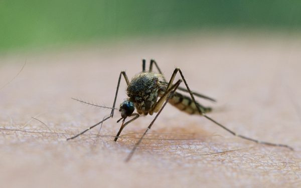 Grecia în Alertă: Val Nou de West Nile Lovește Atena