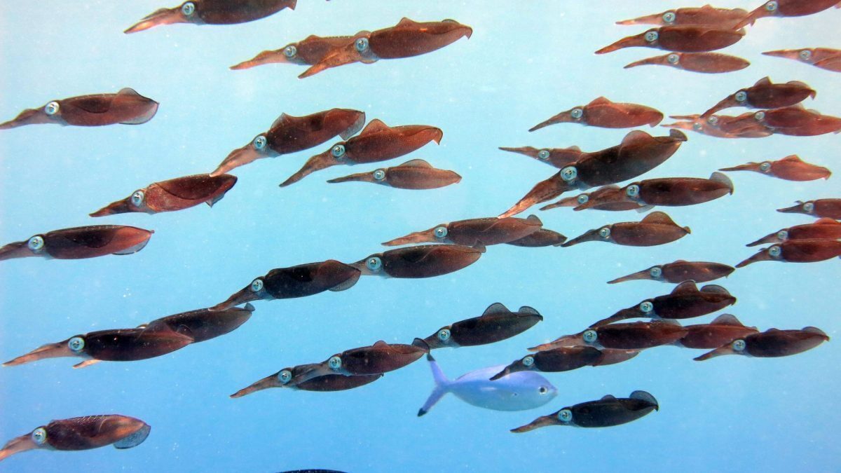 August fierbinte: Oceanele Pământului, temperaturi record
