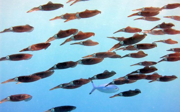 August fierbinte: Oceanele Pământului, temperaturi record