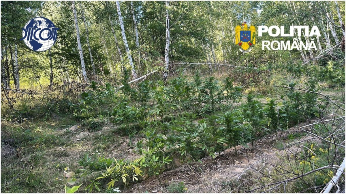 CULTURĂ DE CANABIS, GĂSITĂ ÎN COVASNA: 130 DE PLANTE, CONFISCATE