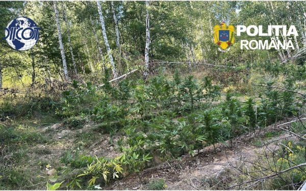 CULTURĂ DE CANABIS, GĂSITĂ ÎN COVASNA: 130 DE PLANTE, CONFISCATE