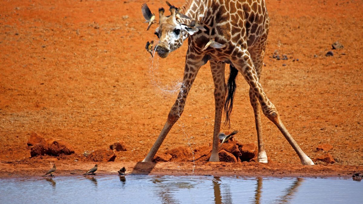 Girafe la naștere: Câți metri măsoară puii