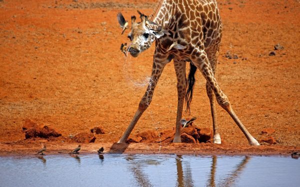 Girafe la naștere: Câți metri măsoară puii