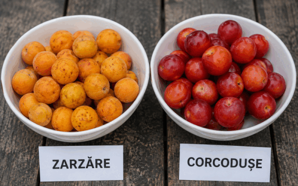 Zarzare vs. Corcodușe: Ghid rapid să le diferențiezi