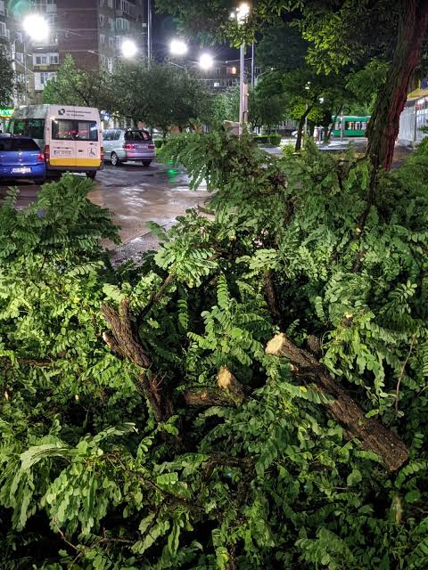 Furtună în Arad: Copaci pe mașini și trotuare
