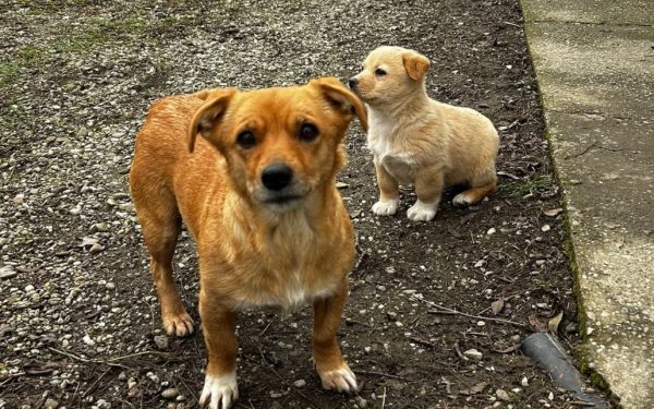 Ilfov: Sterilizări gratuite pentru câini în septembrie