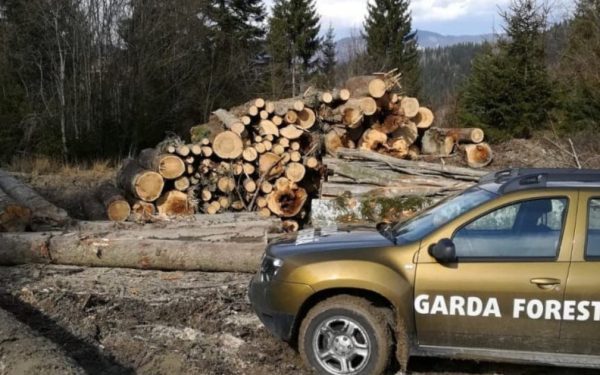 Buzoianu: Dezvăluire șoc: Tăieri ilegale masive, printre cele mai mari din țară