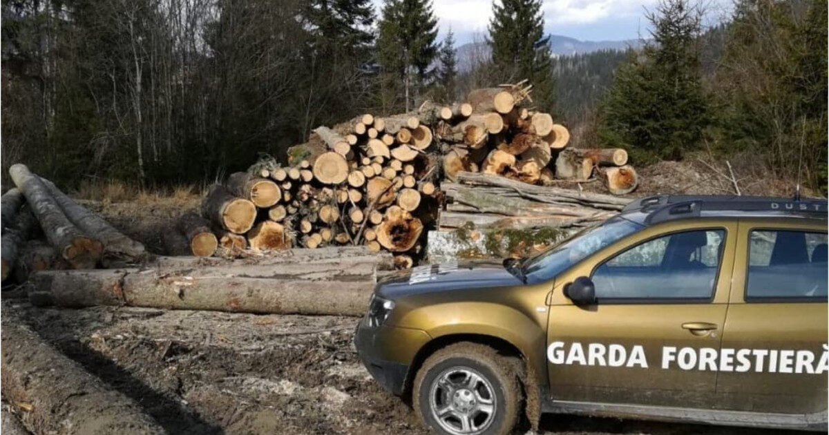 Buzoianu: Dezvăluire șoc: Tăieri ilegale masive, printre cele mai mari din țară