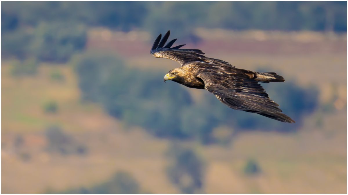 Feliks, acvila imperială, liberă după trafic și repatriere în Serbia