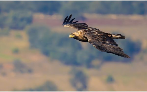 Feliks, acvila imperială, liberă după trafic și repatriere în Serbia