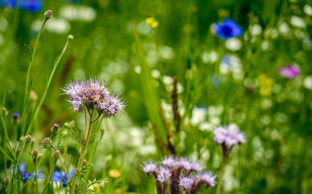 Curtea Constituțională analizează legea biodiversității României