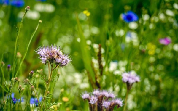 Curtea Constituțională analizează legea biodiversității României
