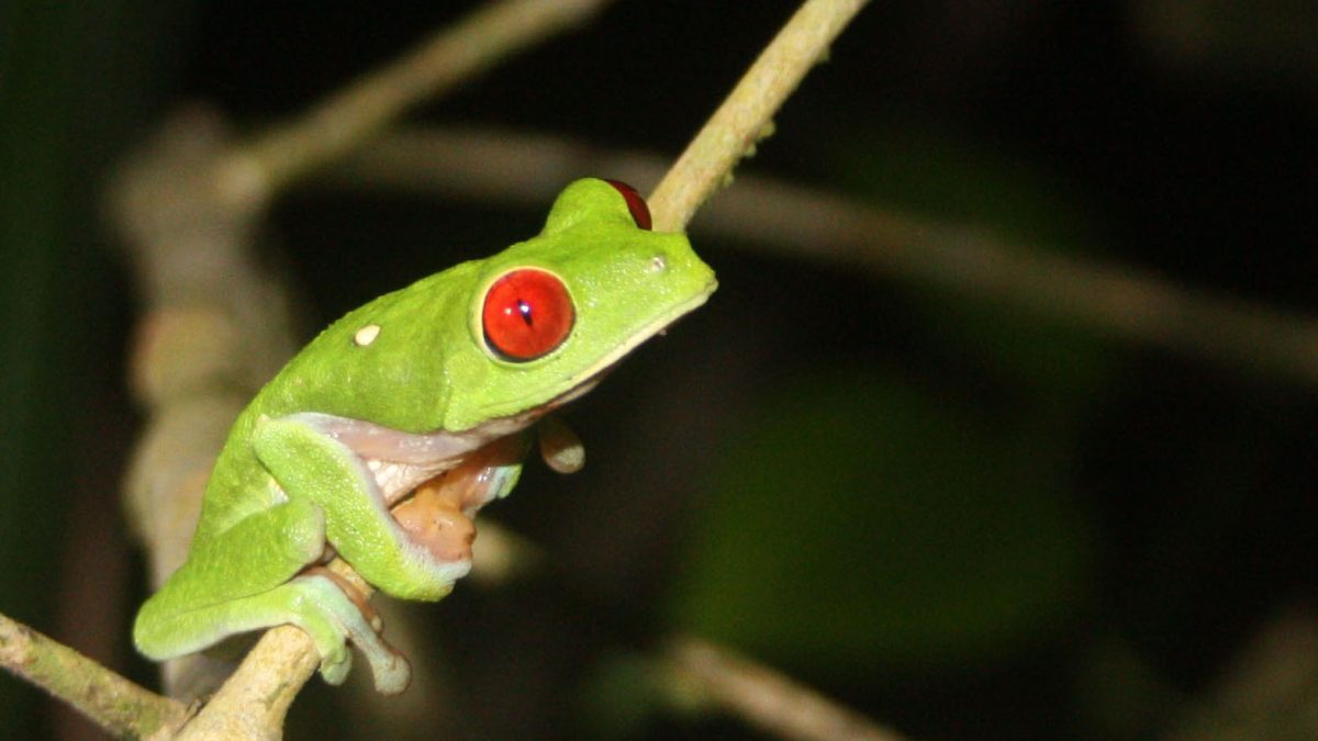 Broască mutantă din Costa Rica, o premieră mondială uimitoare