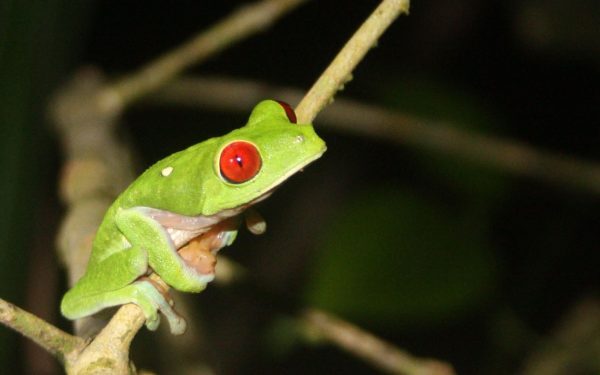 Broască mutantă din Costa Rica, o premieră mondială uimitoare