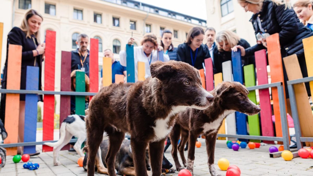 Administrația Prezidențială, Summit Animal România: Relevanță strategică