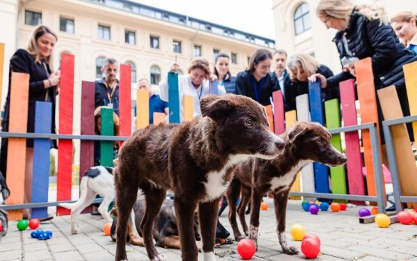 Administrația Prezidențială, Summit Animal România: Relevanță strategică