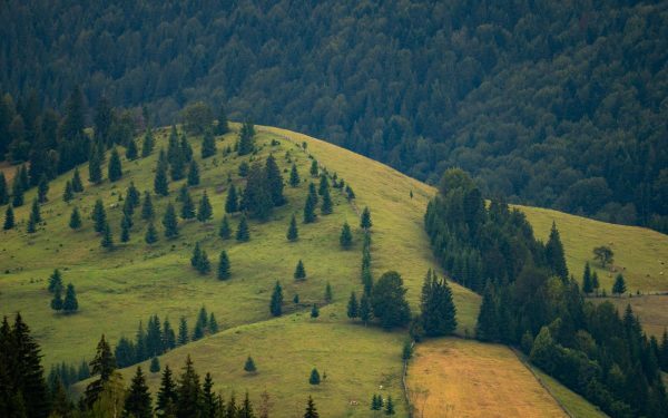Bani pentru biodiversitate vs. realitatea cruntă din România