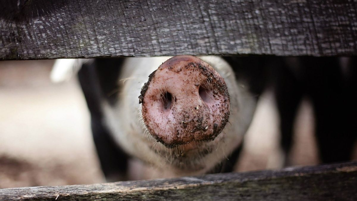 România comunistă: Evrei vânduți pentru porci de BBC