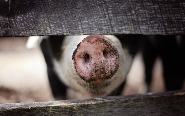 România comunistă: Evrei vânduți pentru porci de BBC