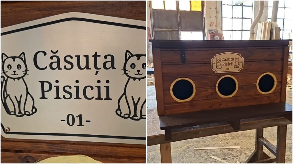 Arad: Primăria dă căsuțe gratuite pisicilor comunitare
