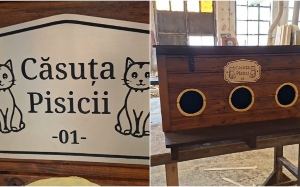 Arad: Primăria dă căsuțe gratuite pisicilor comunitare