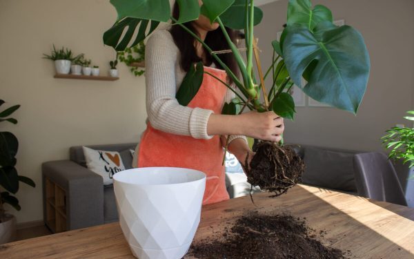 Planta-ți cere ghiveci nou: Semnele clare de ignorat