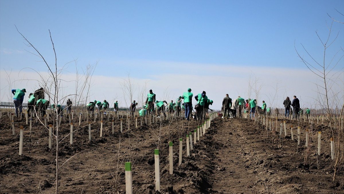 România, verde: Peste 20.000 ha împădurite, depășim ținte PNRR