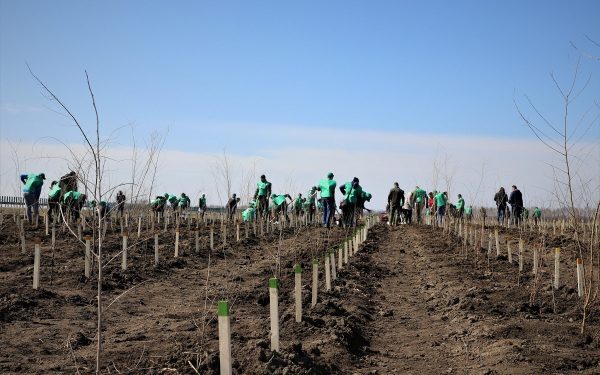 România, verde: Peste 20.000 ha împădurite, depășim ținte PNRR