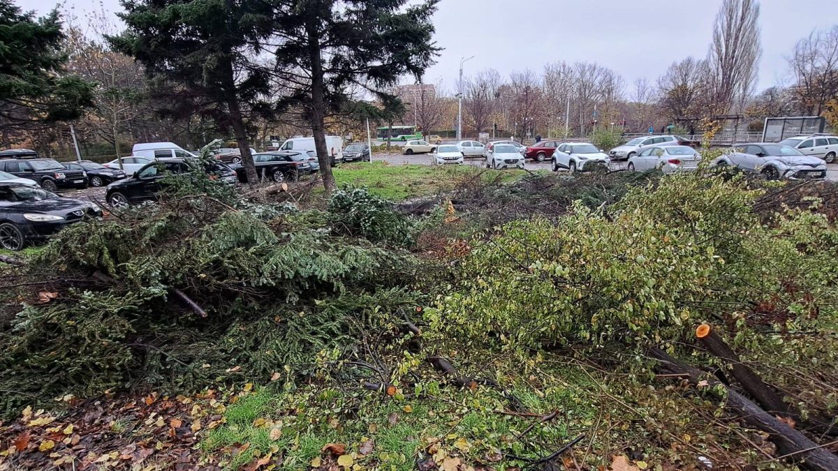 Buzoianu, șoc: 5.000 de arbori tăiați ilegal în Brașov