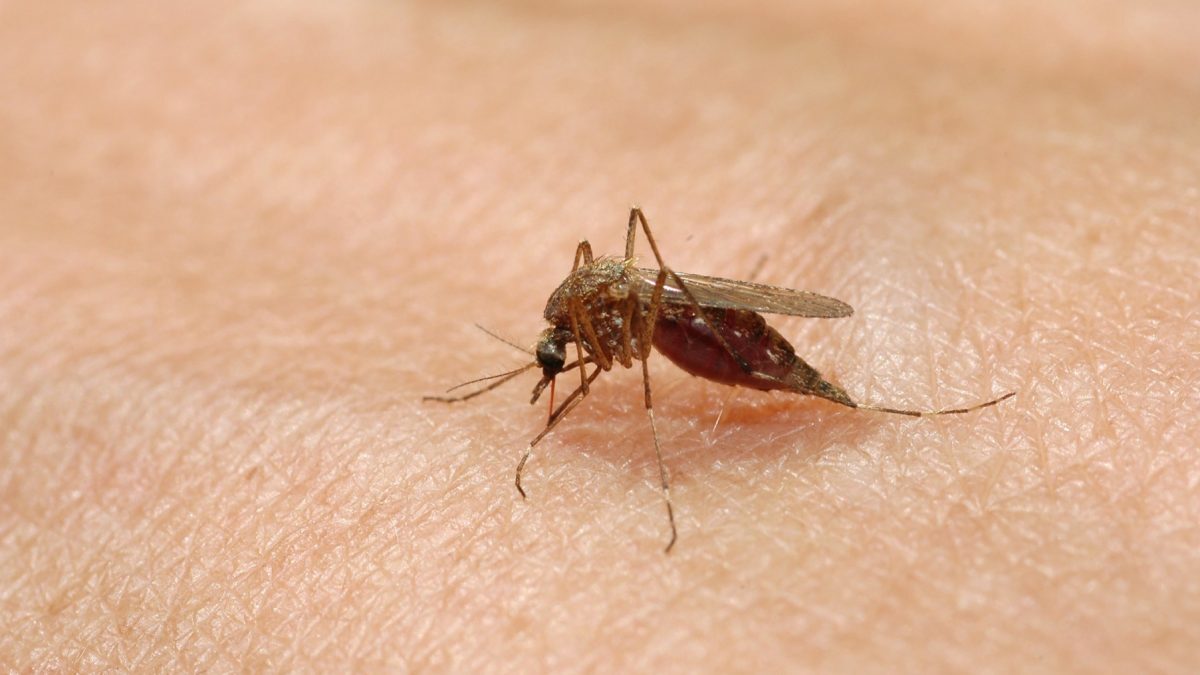 West Nile: Europa în Alertă. România, printre Țările Vizate