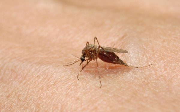West Nile: Europa în Alertă. România, printre Țările Vizate