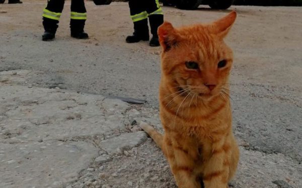 Garfield, eroul felin al pompierilor români din Grecia