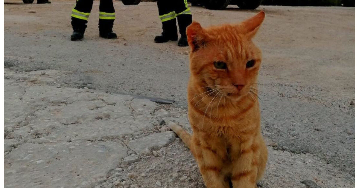 Garfield, eroul felin al pompierilor români din Grecia