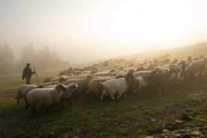 Bruxelles deblochează exporturile românești de oi și capre