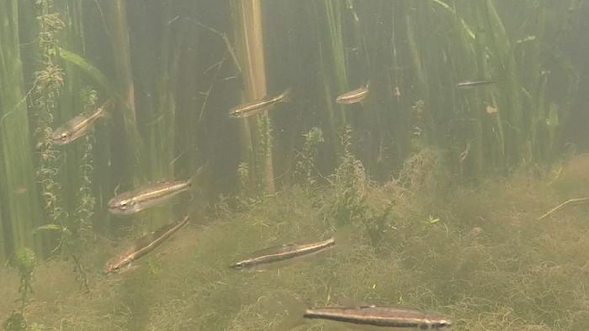 Pescarii dezvăluie misterul peștilor din ape tulburi