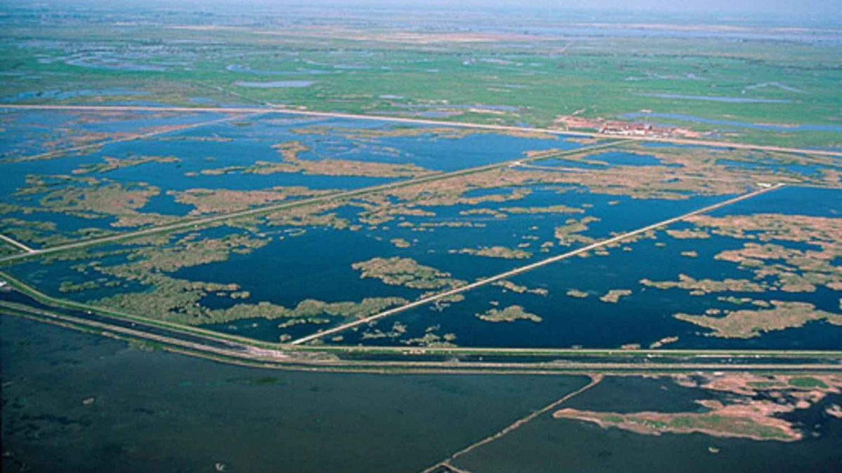 Dezastru ecologic în paradisul păsărilor din SUA. Ce s-a întâmplat