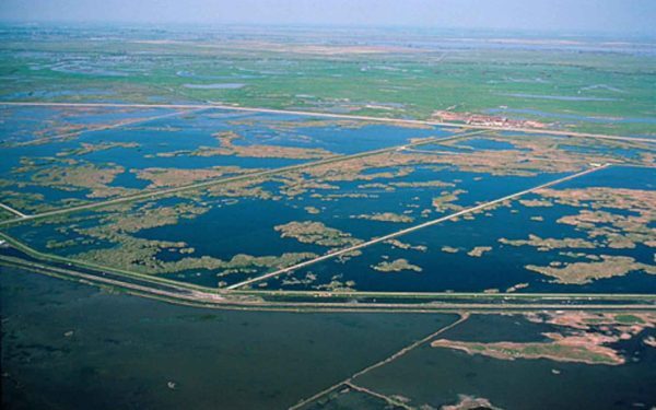 Dezastru ecologic în paradisul păsărilor din SUA. Ce s-a întâmplat